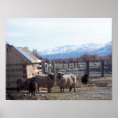 Poster Mouton (Devant)