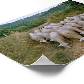 Poster mouton (Coin)