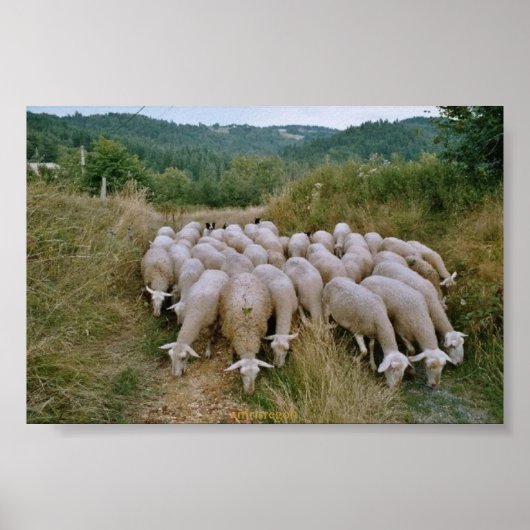 Poster mouton (Devant)