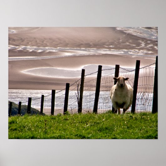 POSTER MOUTON (Devant)
