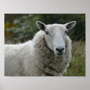 Poster Mouton blanc