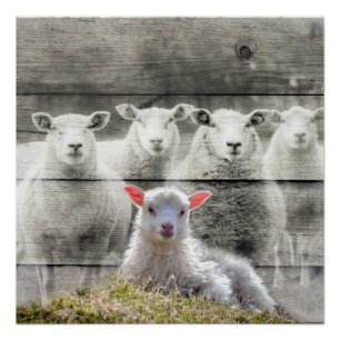 Poster Mouton d'agneau de bébé