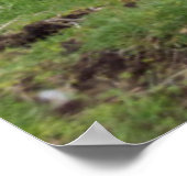 Poster Mouton des Shetland (Coin)