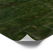 Poster Mouton - Ecosse (Coin)