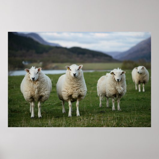 Poster Mouton - Ecosse (Devant)