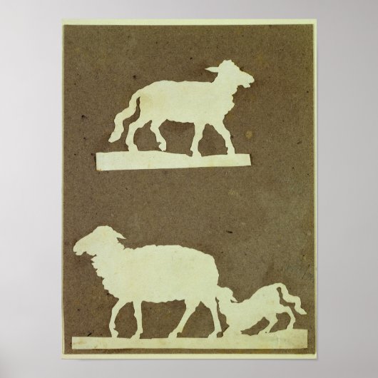 Poster Mouton et mouton avec agneau (Devant)