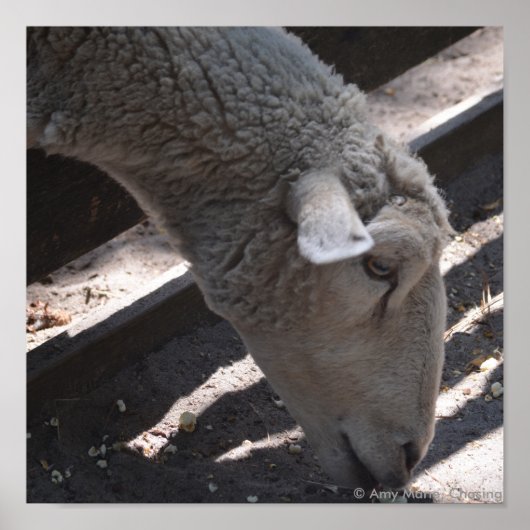 Poster mouton mangeant du popcorn (Devant)