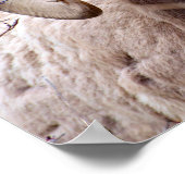 Poster Mouton noir des Rocheuses (Coin)