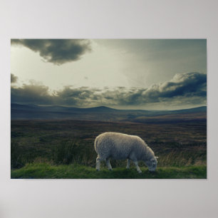 Poster Mouton / Paysage irlandais