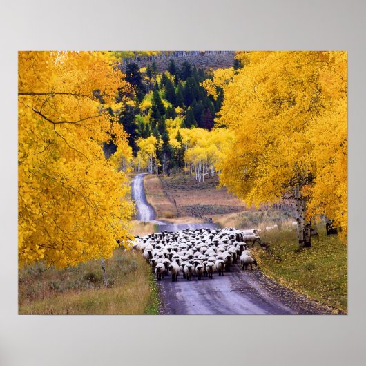 Poster Mouton sur Country Road (Devant)