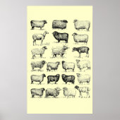 Poster Mouton vintage (Devant)