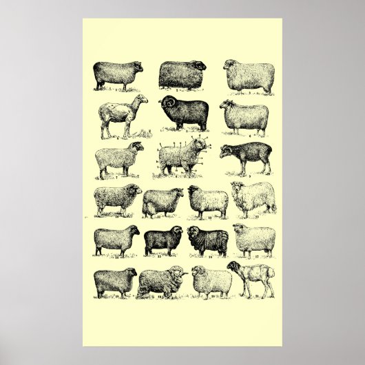 Poster Mouton vintage (Devant)