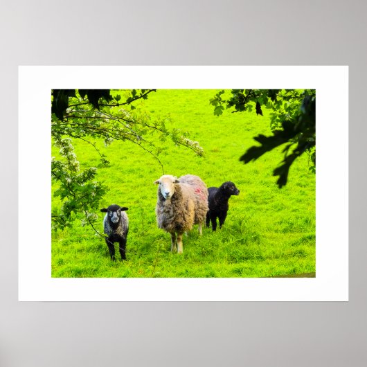 Poster Moutons (Devant)