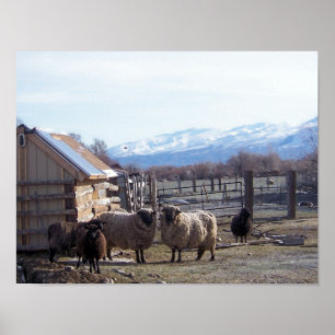 Poster Moutons