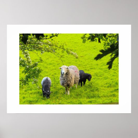Poster Moutons (Devant)