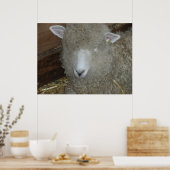 Poster Moutons à la foire du comté (Cuisine)