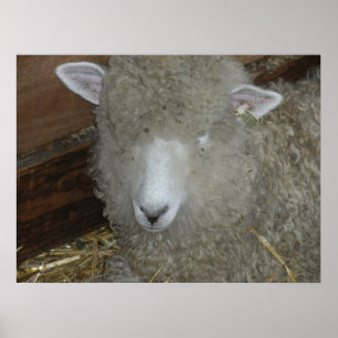 Poster Moutons à la foire du comté