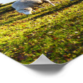 Poster Moutons au soleil d'hiver (Coin)