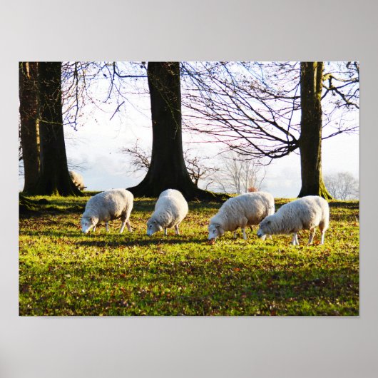 Poster Moutons au soleil d'hiver (Devant)