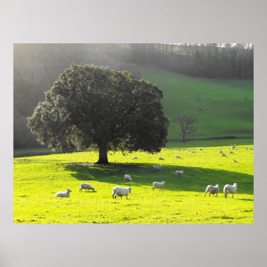 Poster Moutons au soleil matinal (Devant)