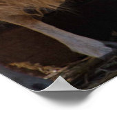 Poster Moutons avec agneaux Photo d'animal (Coin)