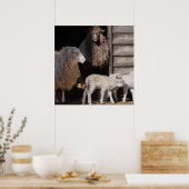 Poster Moutons avec agneaux Photo d'animal (Cuisine)