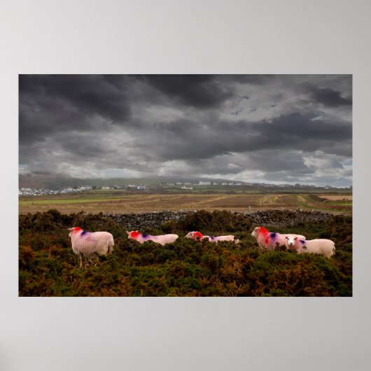 Poster Moutons colorés (Devant)