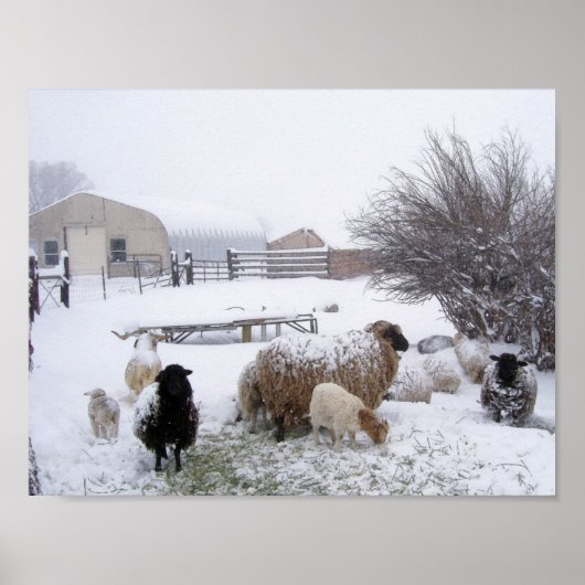 Poster Moutons dans la neige d'avril (Devant)