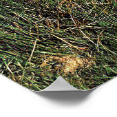 Poster Moutons dans les Highlands (Coin)