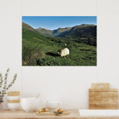 Poster Moutons dans les Highlands (Cuisine)
