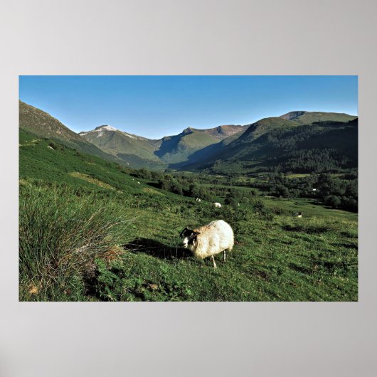 Poster Moutons dans les Highlands (Devant)