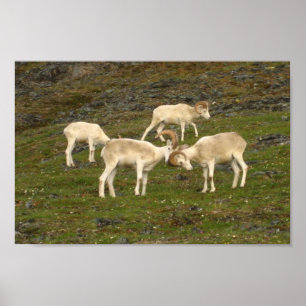 Poster Moutons de Dall