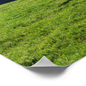 POSTER MOUTONS DE MONTAGNE (Coin)