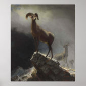 Poster Moutons des Rocheuses par Albert Bierstadt (Devant)