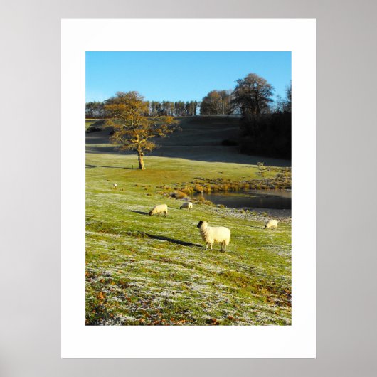Poster Moutons en hiver (Devant)