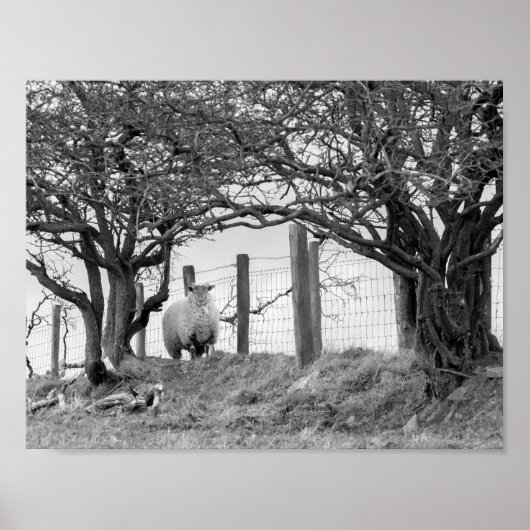 Poster Moutons et arbres photo noir et blanc (Devant)