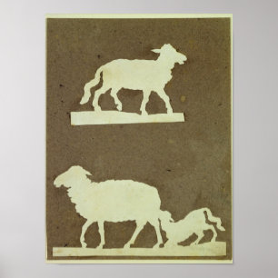 Poster Moutons et moutons avec l'agneau