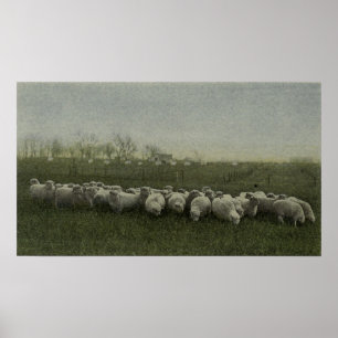 Poster moutons frôlant la photo 1918