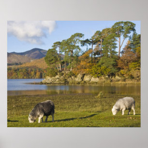 Poster Moutons Herdwick à Friars Crag, Derwentwater, 2