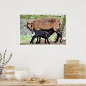 Poster Moutons sur le Cameroun et agneau sucer (Cuisine)