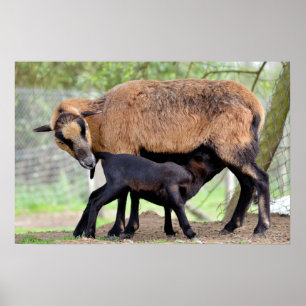 Poster Moutons sur le Cameroun et agneau sucer