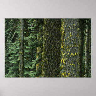 Poster Mt. Ashland, Forêt nationale Rogue,