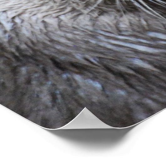 Poster Muddy Otter (Coin)