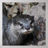 Poster Muddy Otter (Devant)