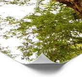 Poster Muir Woods (Coin)