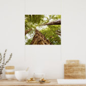 Poster Muir Woods (Cuisine)