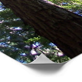 Poster Muir Woods (Coin)