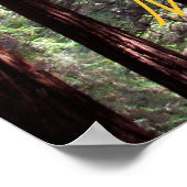 Poster Muir Woods (Coin)