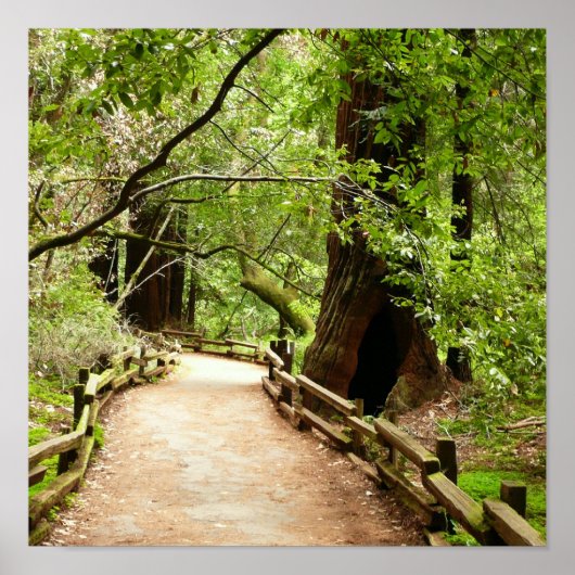 Poster Muir Woods Path II Nature Photography (Devant)