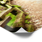 Poster Muir Woods Path II Nature Photography (Coin)